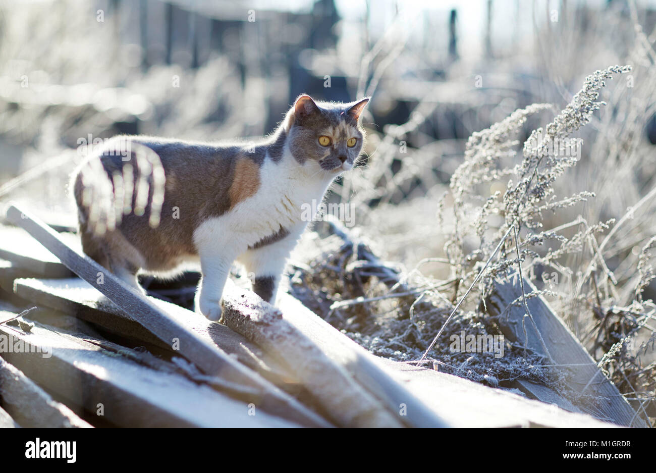 Britisch Kurzhaar. Erwachsene Katze an einem frostigen Morgen im Garten. Deutschland Stockfoto