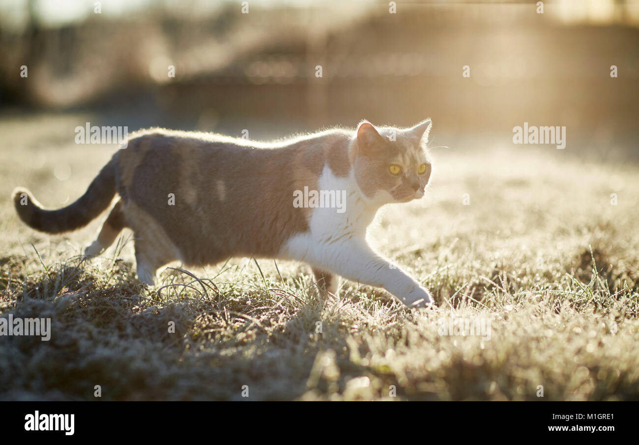 Britisch Kurzhaar. Erwachsene Katze an einem frostigen Morgen im Garten. Deutschland Stockfoto