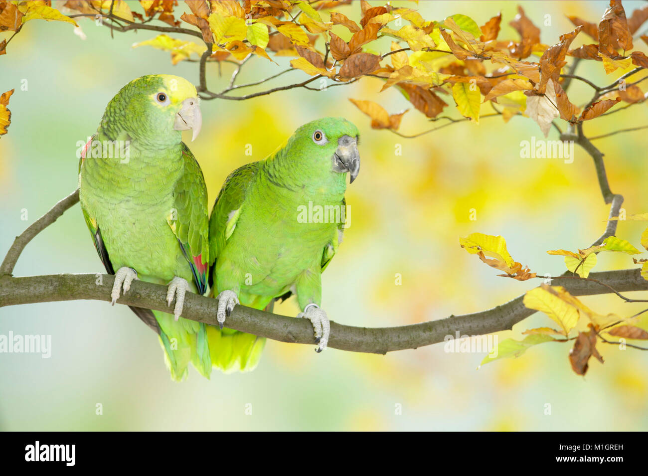 Yellow-headed Parrot (Amazona ochrocephala tresmariae) und gelb-naped Amazon (Amazona ochrocephala auropalliata) auf Zweig mit Blätter im Herbst Stockfoto