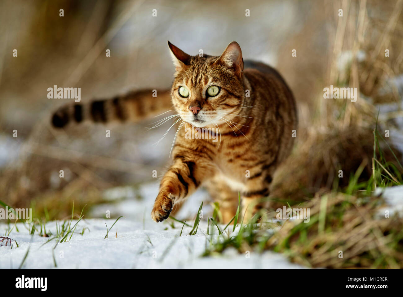 Bengal Katze. Erwachsene gehen auf Schnee. Deutschland Stockfoto