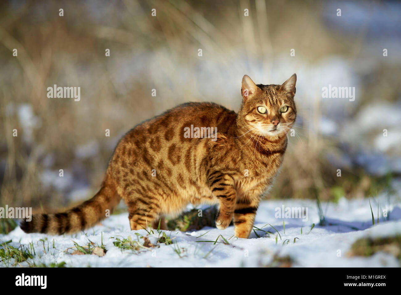 Bengal Katze. Nach stehend auf Schnee. Deutschland Stockfoto