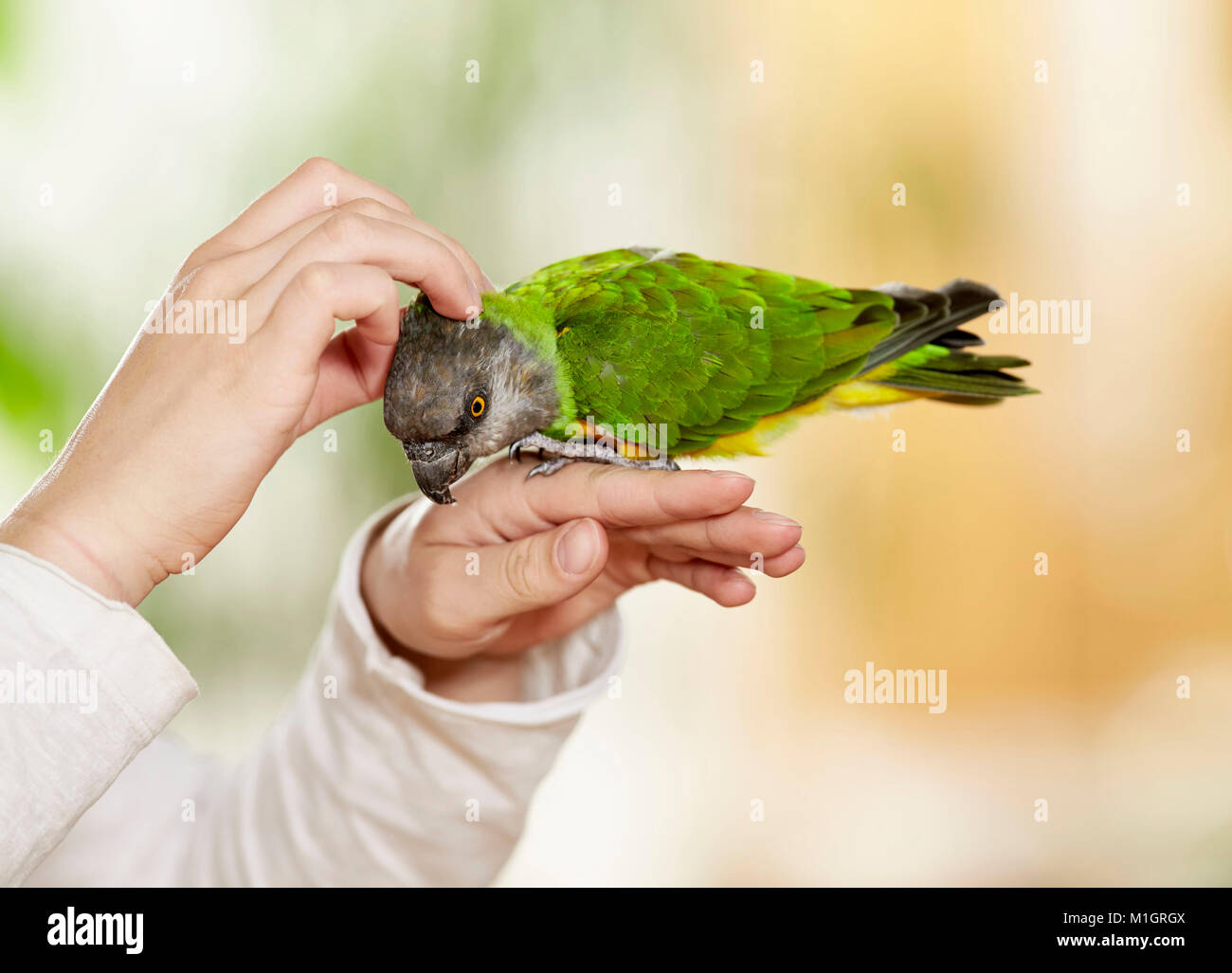 Senegal Papagei (Poicephalus senegalus). Erwachsene auf die Hand, Kitzelte. Deutschland Stockfoto