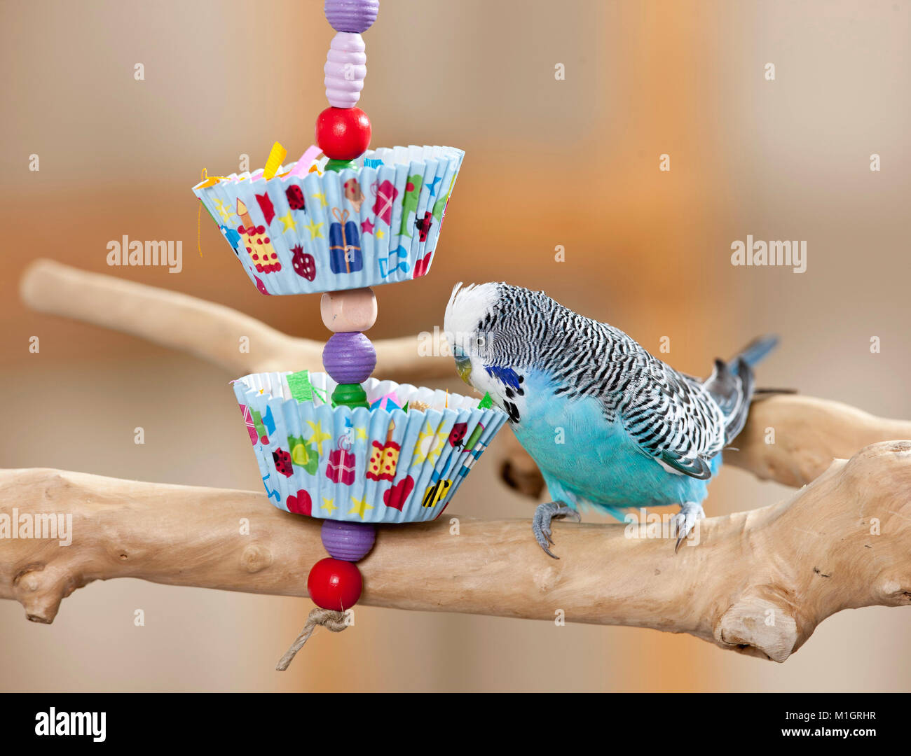 Wellensittich, Wellensittich (Melopsittacus undulatus). Männliche spielen mit selbstgebauten Spielzeug. Deutschland Stockfoto