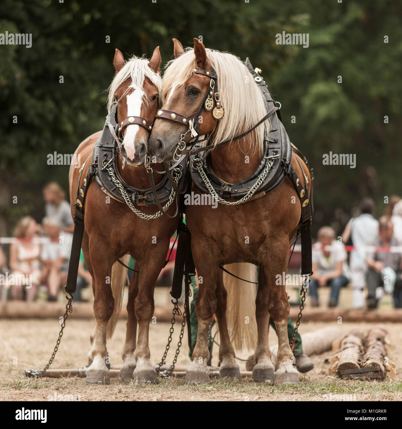 Schwarzwald Pferd. Team von zwei während einer Protokollierung Wettbewerb in Bayern, Deutschland Stockfoto