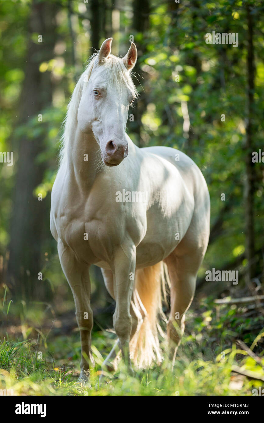American Paint Horse. Grau Erwachsenen stehen in einem Wald. Deutschland.. Stockfoto
