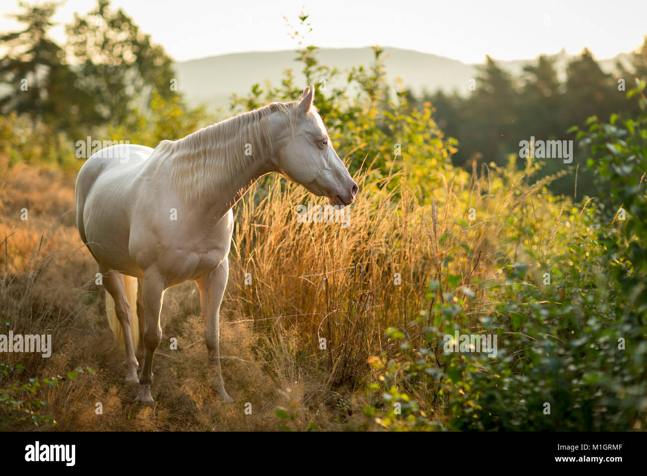 American Paint Horse. Grau nach stehend auf einem Hang im Gegenlicht. Deutschland.. Stockfoto