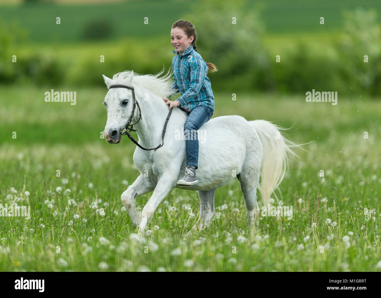 Pony. Mädchen bareback auf graues Pferd, Galopp auf einer Wiese. Deutschland.. Stockfoto