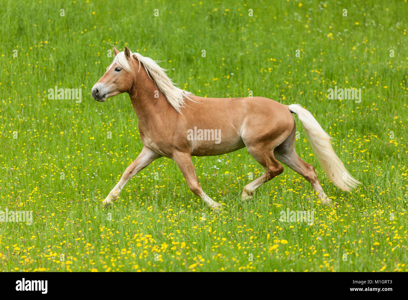 Haflinger. Nach trotten auf einer Weide im Frühling. Deutschland Stockfoto