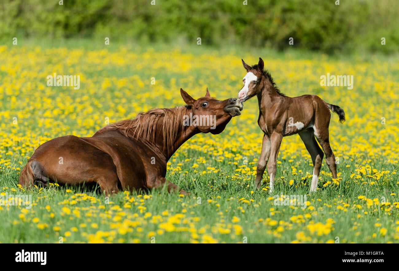 Vollblutaraber Pferd. Chestnut Mare liegen auf einer blühenden Wiese, Schnüffeln bei Fohlen. Deutschland Stockfoto