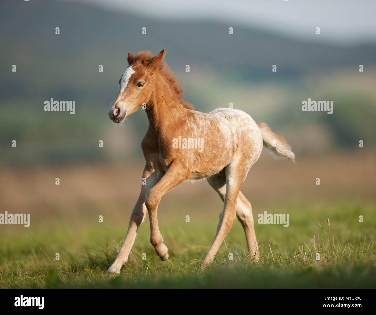 Pony Fohlen gallopieren auf einer Wiese. Deutschland. Stockfoto