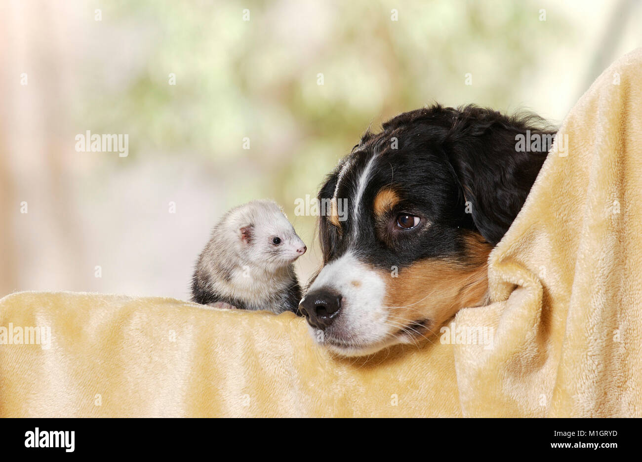 Tier Freundschaft: Australian Shepherd und Frettchen (Mustela putorius furo) auf einer Decke Stockfoto