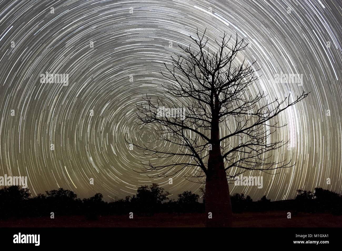 Ein einsamer Affenbrotbaum ist gegen eine verfallene Milchstraße Silhouette Stockfoto