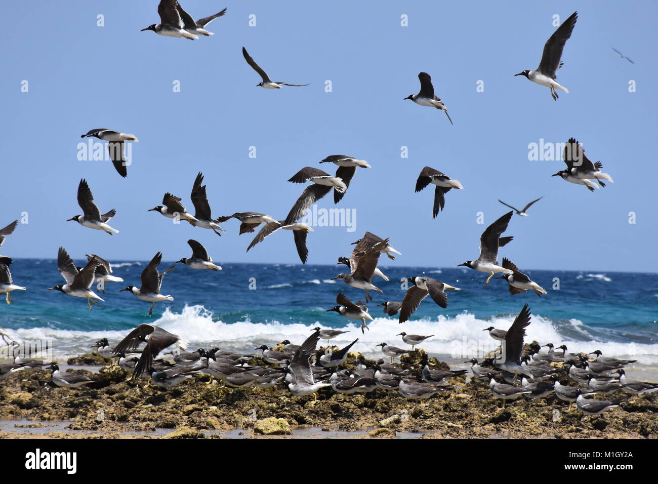 Fliegen FREIHEIT 3/3 Stockfoto
