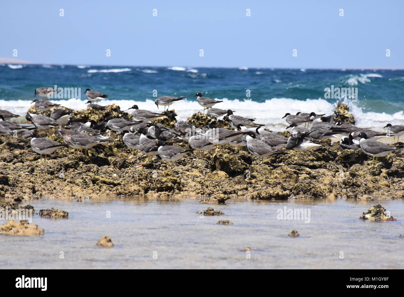 Fliegen FREIHEIT 2/3 Stockfoto
