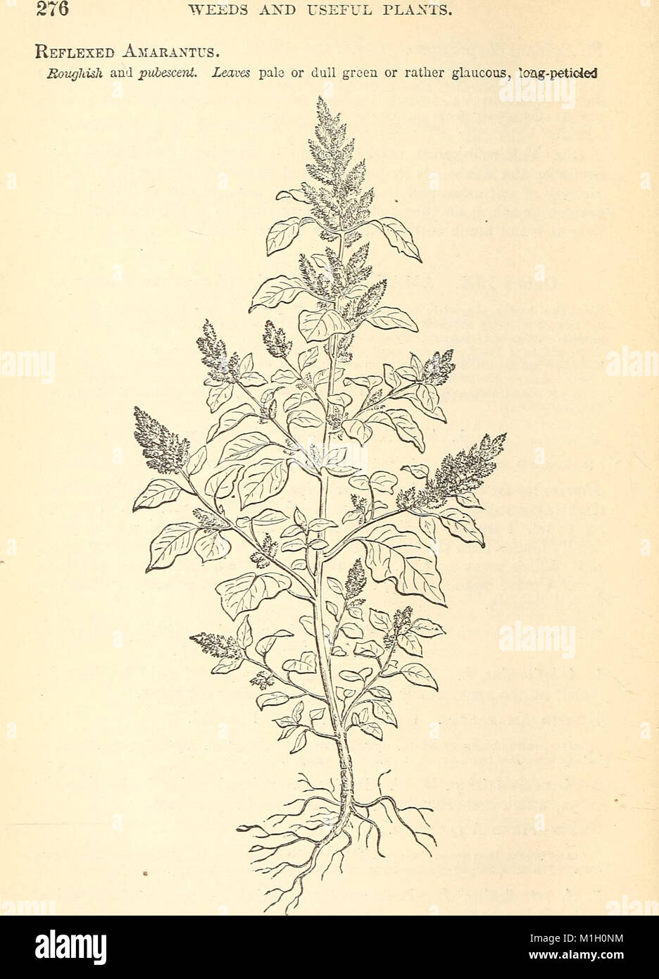 „American Weeds and Nützlich Plants“ (1879) ist ein illustrierter botanischer Leitfaden, der Beschreibungen von Unkräutern und Pflanzen enthält, die für die Landwirtschaft von Vorteil sind. Sie enthält Informationen über Pflanzenidentifikation, Wachstumsmuster und ihre landwirtschaftliche Nutzung. Stockfoto