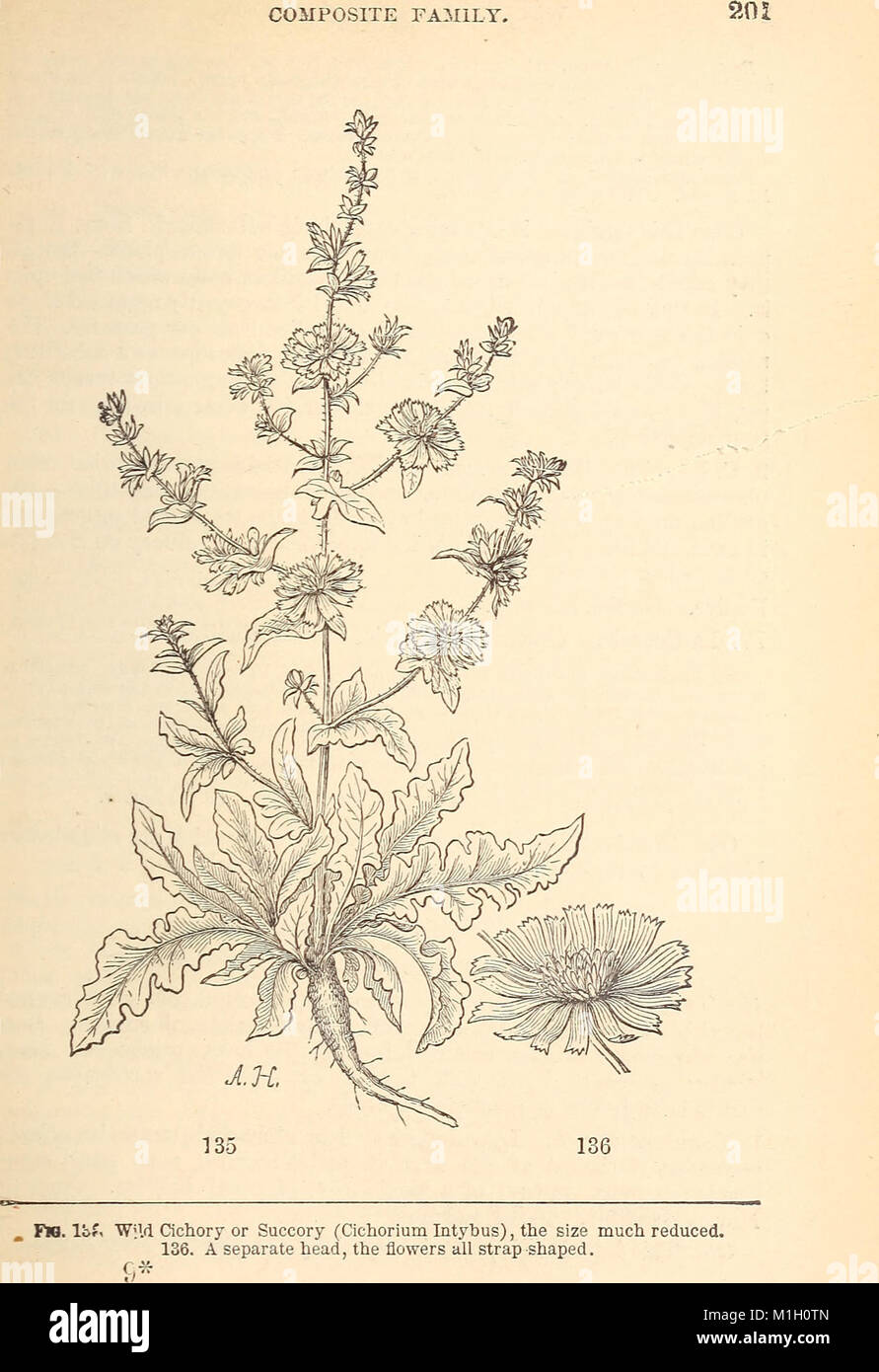 „American Weeds and Nützlichen Plants“ (1879) ist eine detaillierte Studie über in Amerika heimische Pflanzen mit Schwerpunkt auf ihrer landwirtschaftlichen und medizinischen Verwendung. Es enthält Illustrationen und Beschreibungen von Pflanzen, die als vorteilhaft für Landwirtschaft und Medizin gelten. Stockfoto