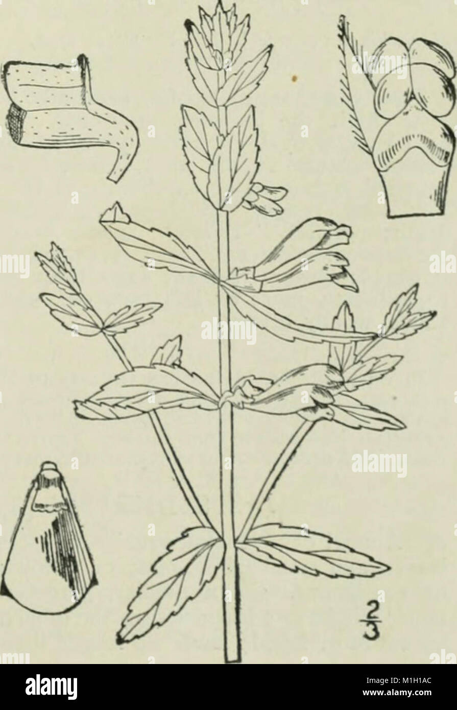 Eine Illustrierte Flora von der nördlichen USA, Kanada und die britischen Besitzungen - von Neufundland zu den Parallelen der südlichen Grenze von Virginia und vom Atlantik westwärts nach (14597131178) Stockfoto