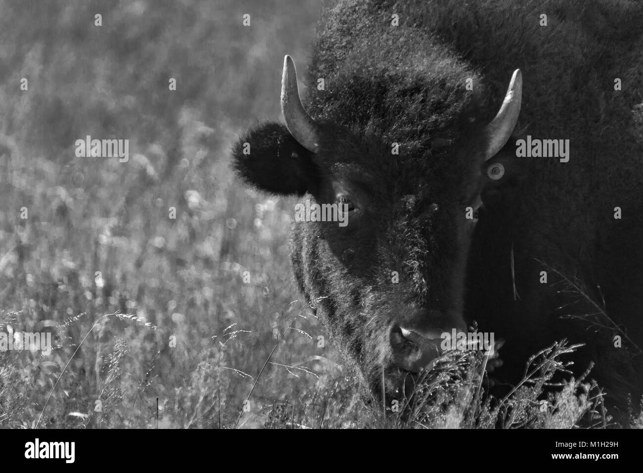 Bison roaming Die grasländer der Tallgrass Prairie Preserve in Pawhuska, Oklahoma 2018 entfernt Stockfoto