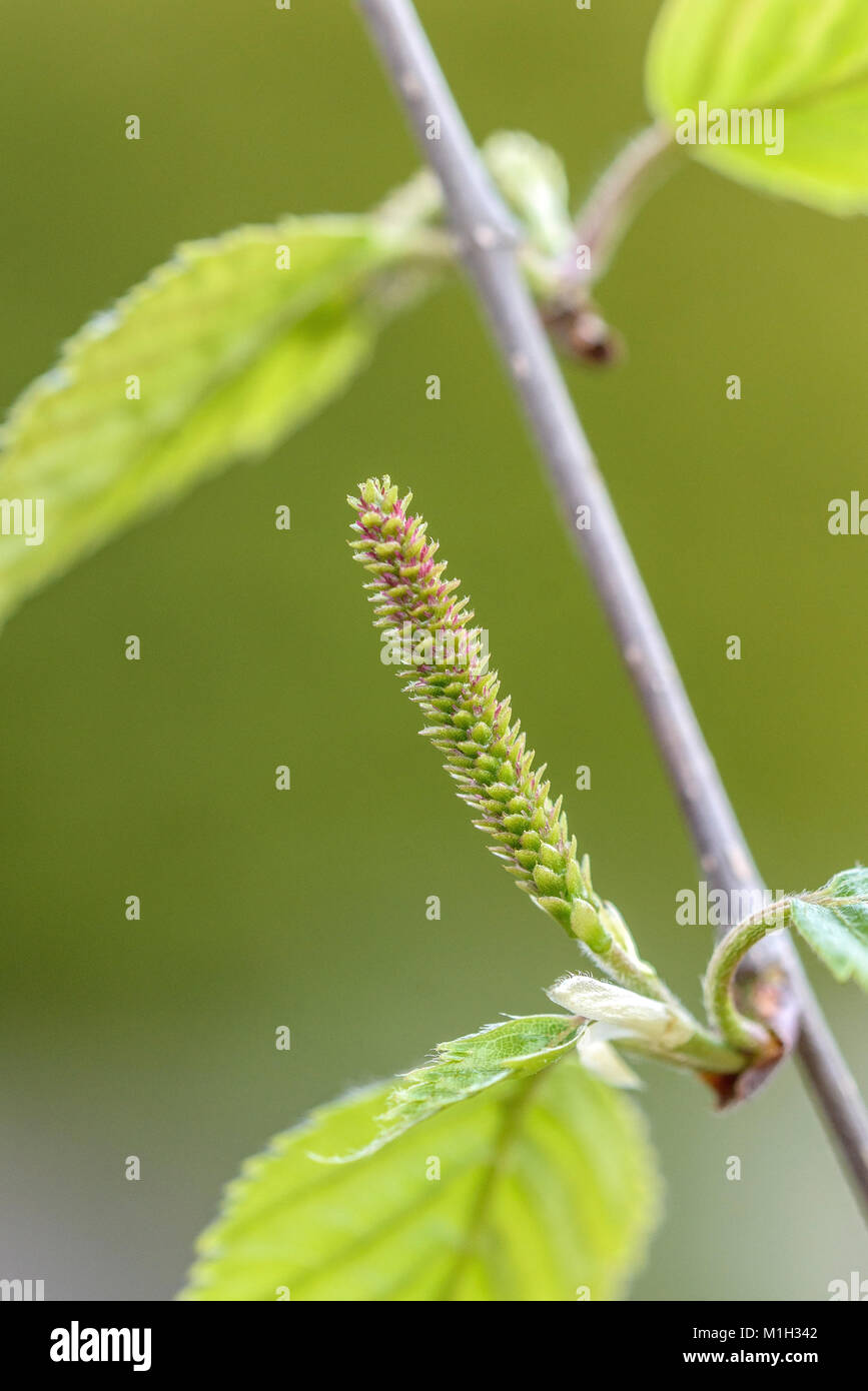 Weissrindige Himalaya Birke (Betula utilis Doorenbos), Weibliche Blüte, Weißrindige Himalaya-Birke (Betula utilis Doorenbos), Weibliche Blüte Stockfoto