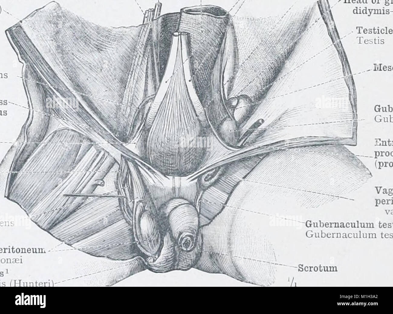Ein Atlas der menschlichen Anatomie für Studierende und Ärzte (1903) (14760481826) Stockfoto