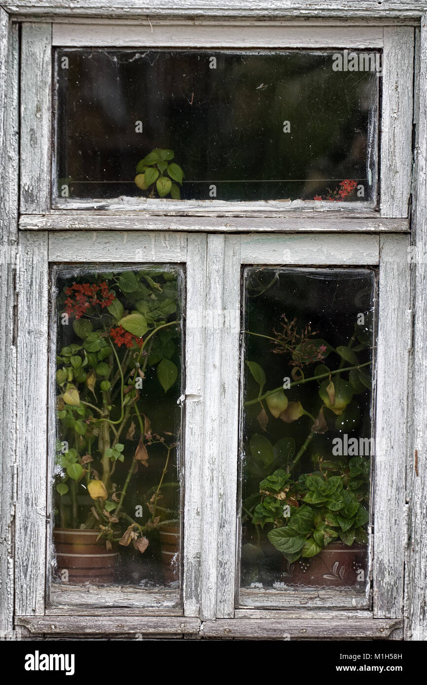 Mit eingemachte Blumen Fenster schafft Engstirnige femininen Touch. Sterbende russischen Dorf. Frauen Stockfoto