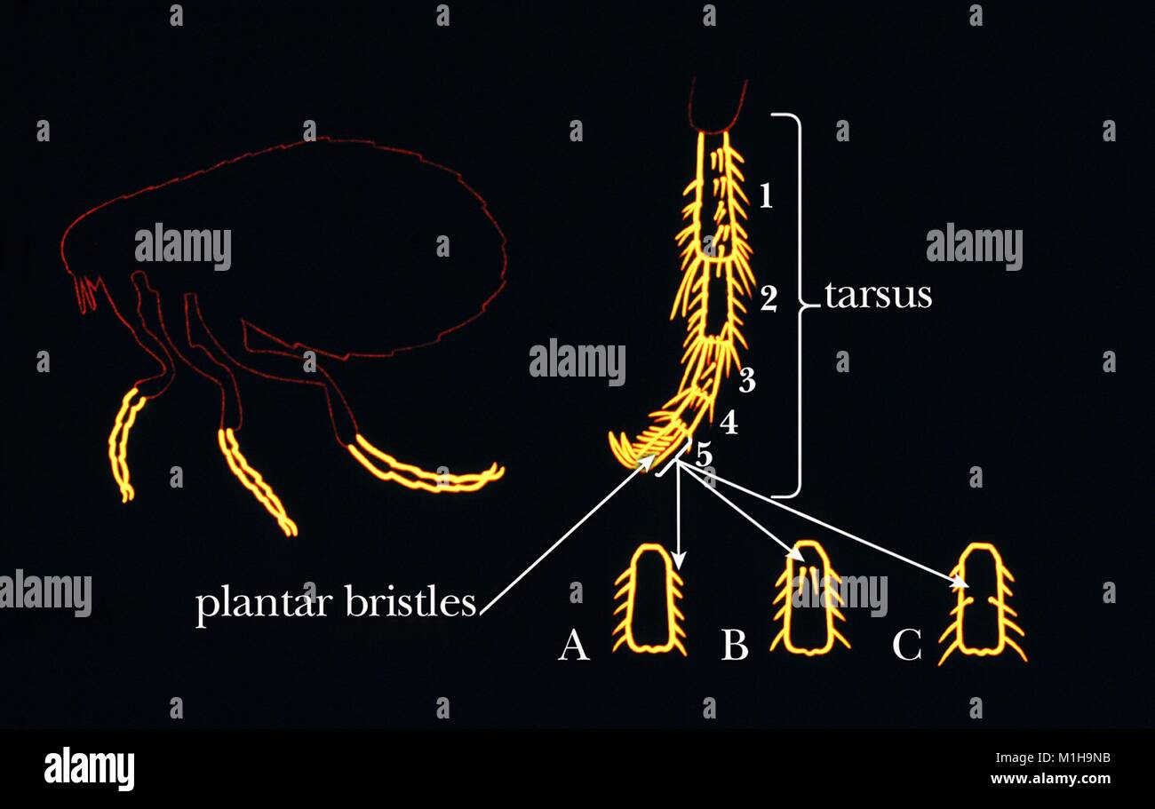 Darstellung der morphologischen Merkmale der tarsal Region eines Floh- und die drei typischen Regelungen getroffen, um den die plantar Borsten, 1976. Mit freundlicher CDC. () Stockfoto
