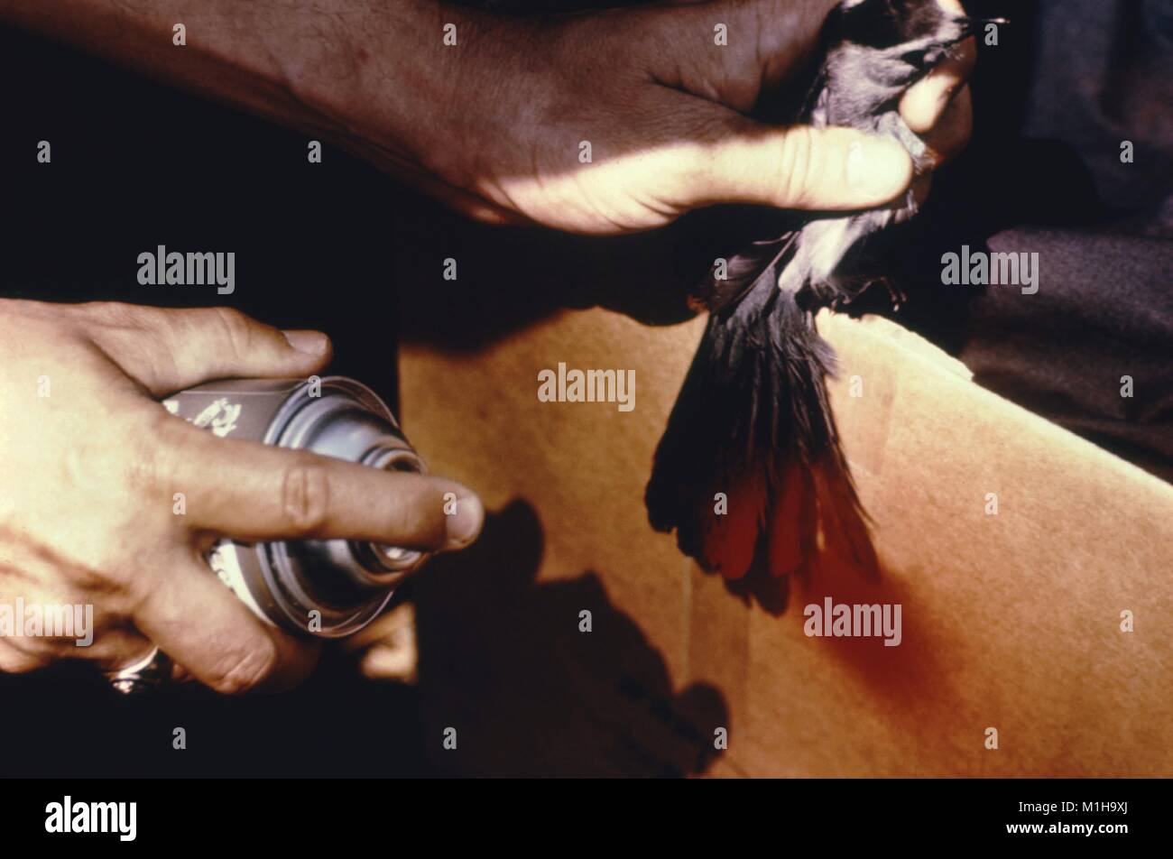 Detail Ansicht von der menschlichen Hände, einer Holding ein Vogel, der andere mit einem Spray lack Behälter eine vorübergehende Markierung auf den Schwanz des Vogels zu erstellen, so dass es für 1974, Zentren für Krankheitskontrolle (CDC) Studie über Vogel-basierte arbovirus Infektionen, die auf den Menschen, wie zum Beispiel die West Nile Virus, 1974 übertragen werden kann, verfolgt werden können. Mit freundlicher CDC. () Stockfoto