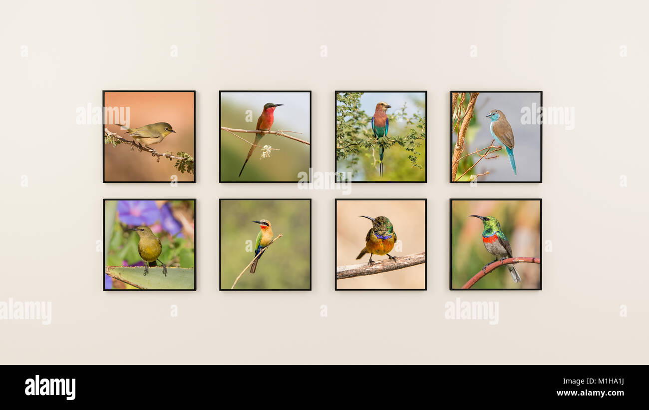 Eine Wand von Fotografien der afrikanischen Vögel Stockfoto