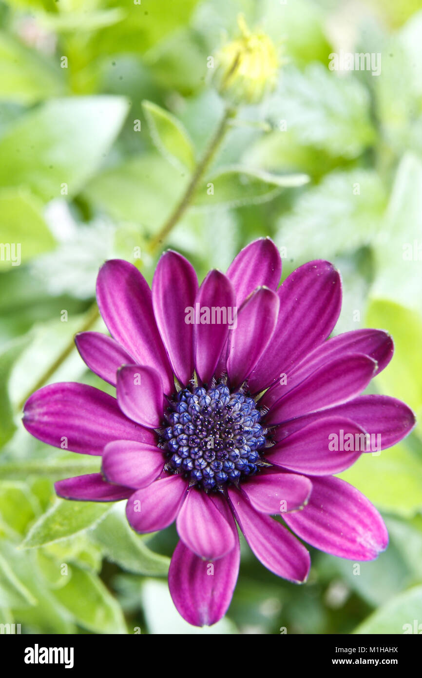 Ein Detail der schönen rosa Blume, die African Daisy. Stockfoto