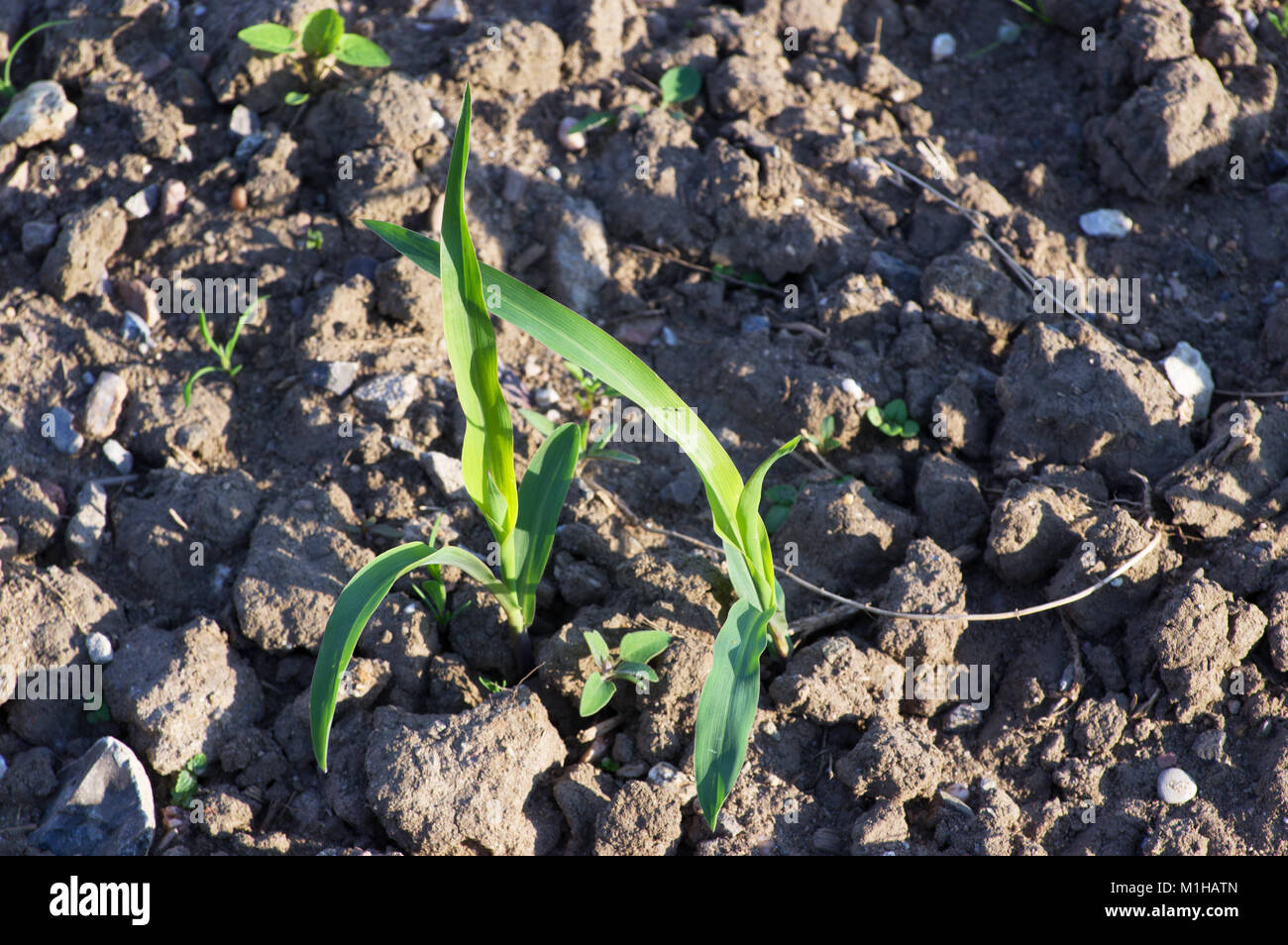 Wachsende Pflanzen Aus Samen Stockfotos und bilder Kaufen Alamy