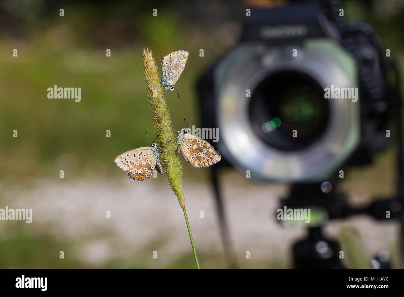 Die Makrofotografie der Schmetterling mit DSLR-Kamera und Ringlicht Stockfoto