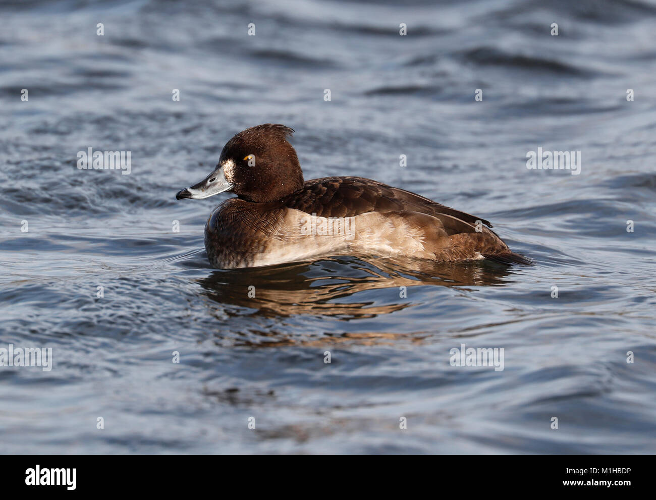 Reiherenten (Aythya Fuligula) Stockfoto