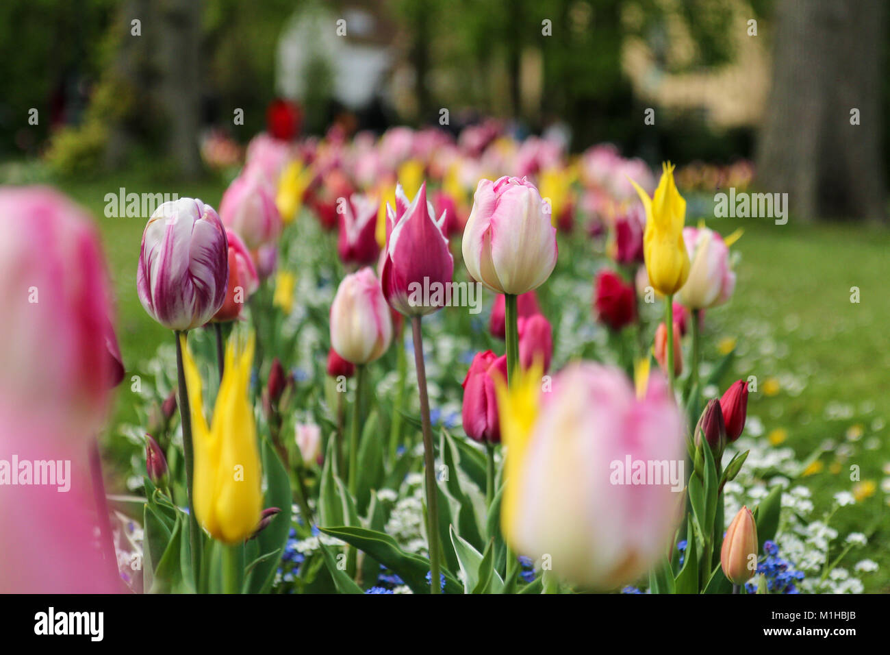 Ein Bild von einem Tulip Garden in Niederlande. Die bunte Tulpen ist detailliert unter die Anderen. Schöne Blüten sind überall Stockfoto