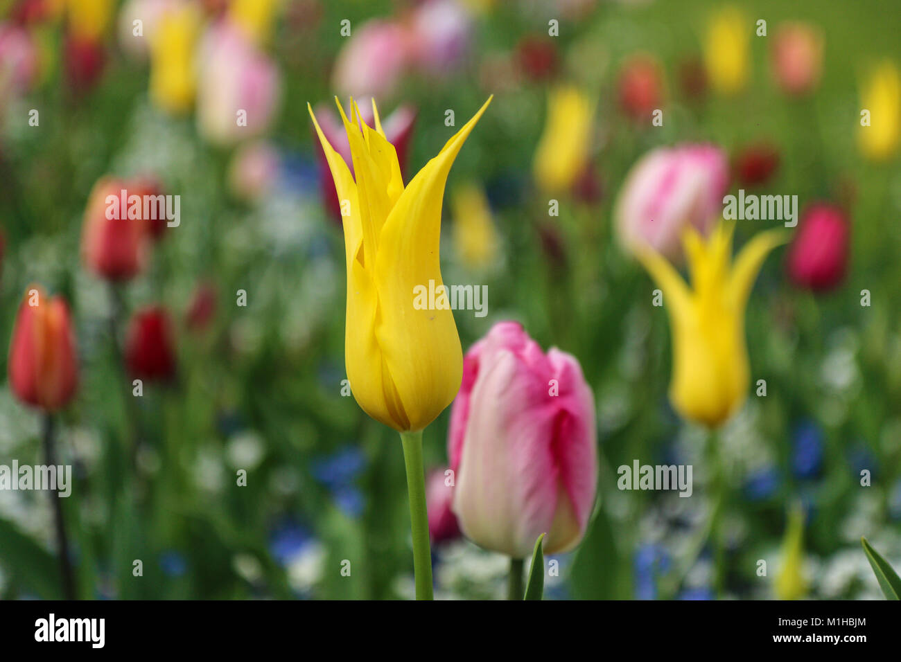 Ein Bild von einem Tulip Garden in Niederlande. Die bunte Tulpen ist detailliert unter die Anderen. Schöne Blüten sind überall Stockfoto