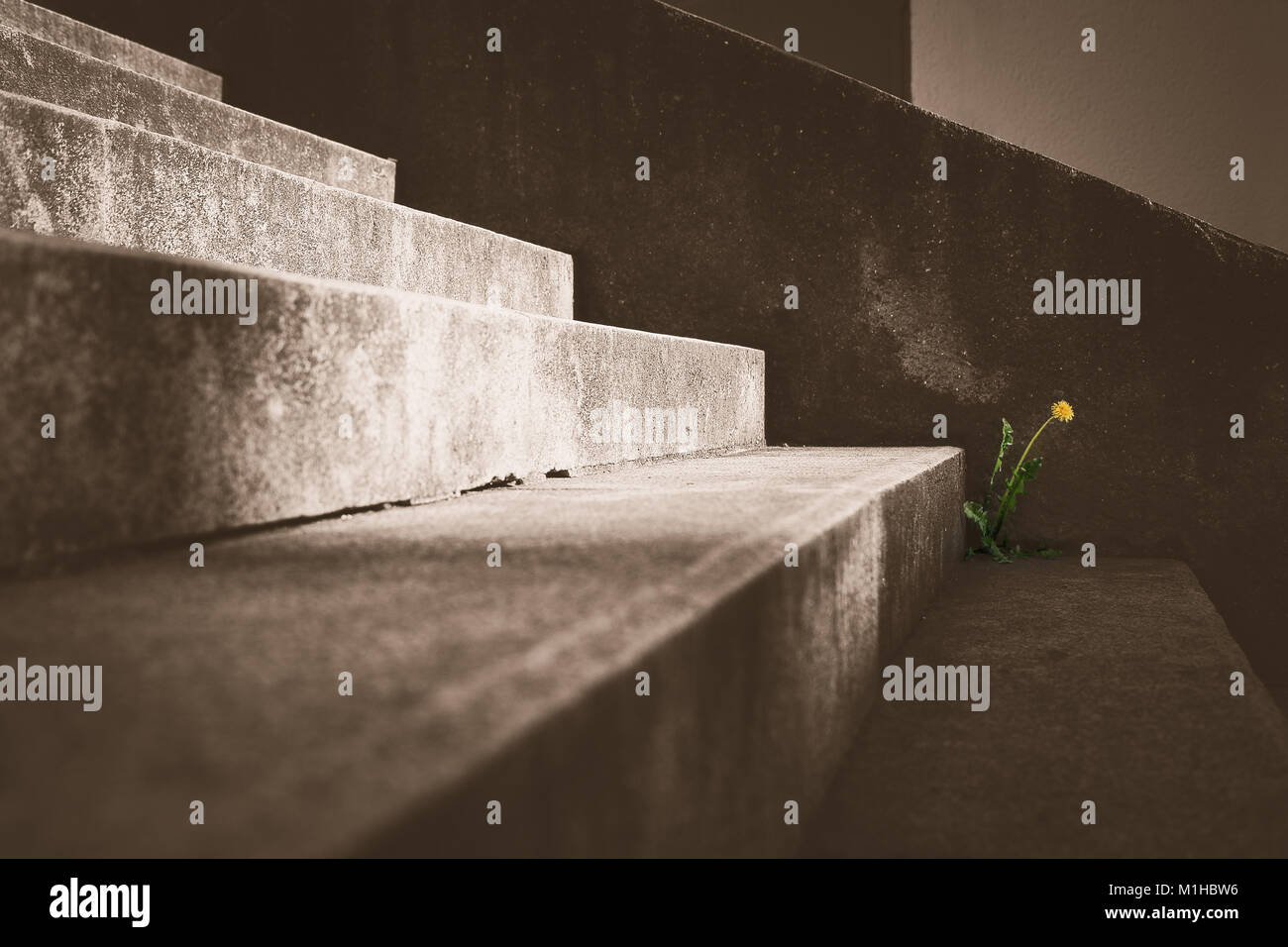Das künstliche Bild von einem einsamen Löwenzahn auf dem Beton Treppe. Die Blume ist im Bild isoliert. Stockfoto