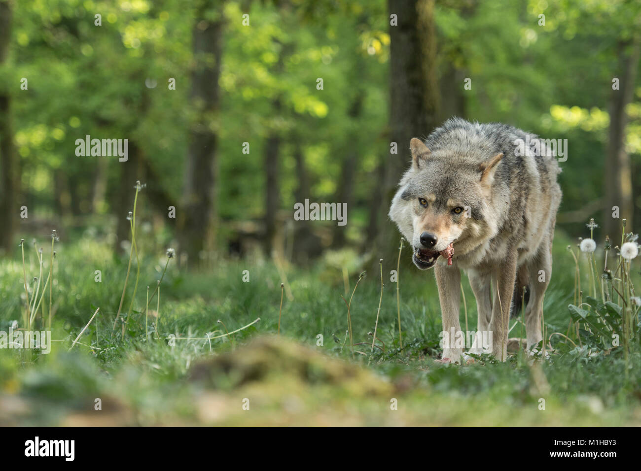 grauer wolf Stockfoto