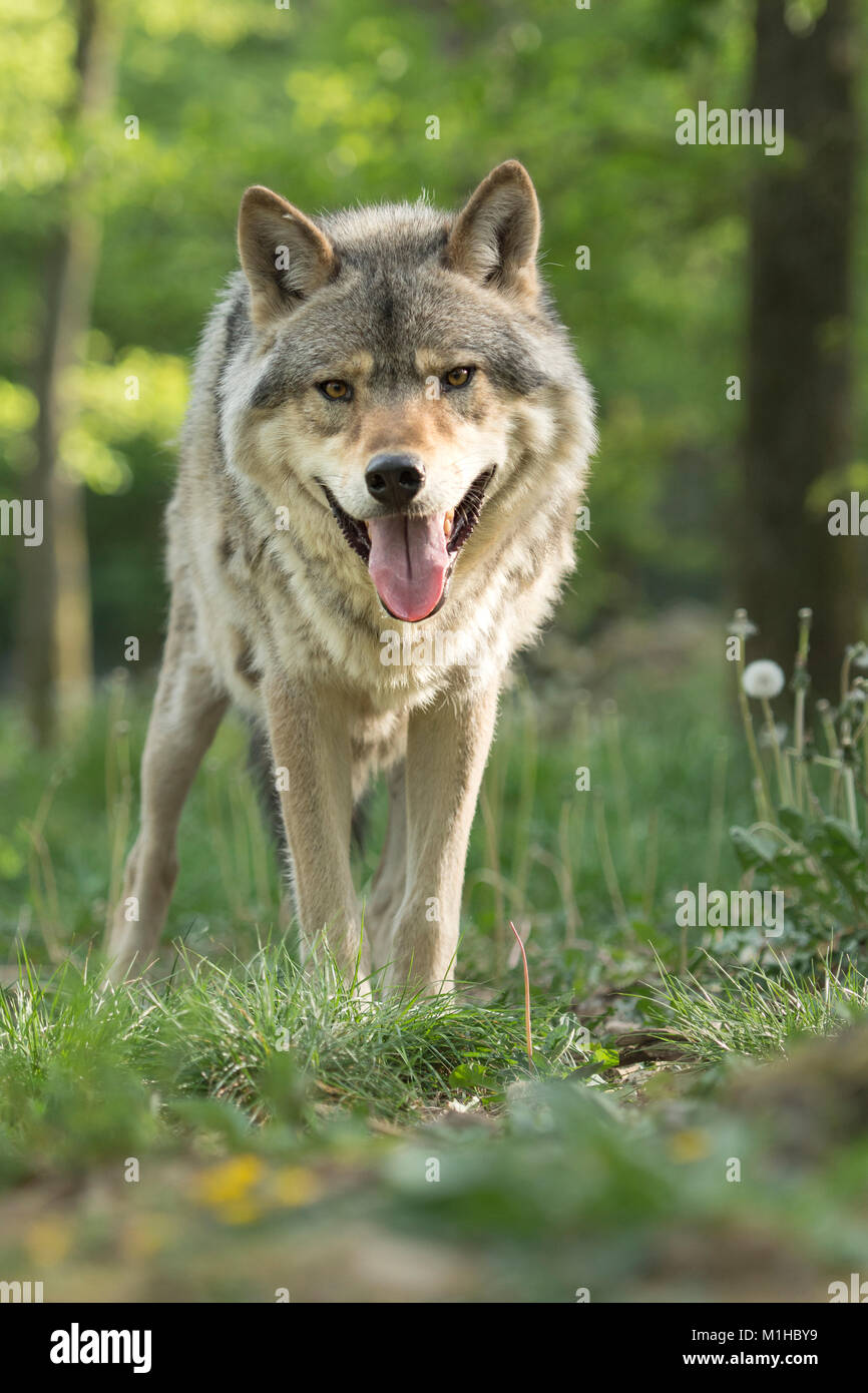 grauer wolf Stockfoto