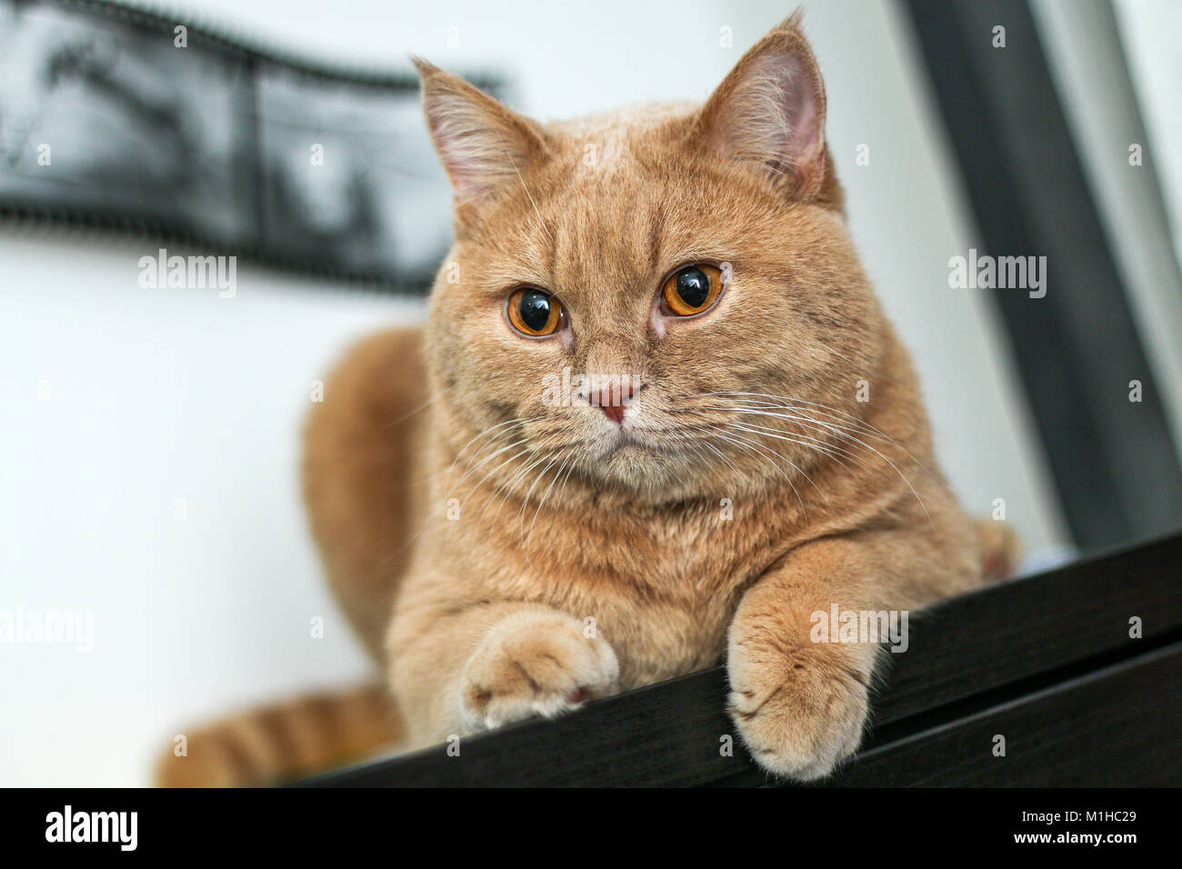 Ein niedliches tabby Katze entspannt auf einer Couch und ist sehr liebenswert. Stockfoto