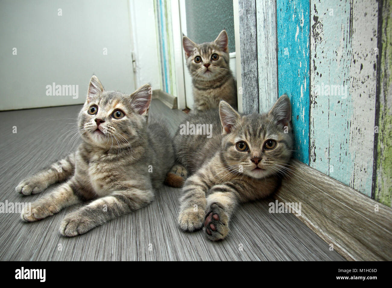 Eine Gruppe von drei niedlichen grauen britischen Kätzchen ist auf dem Boden liegen und neugierig. Stockfoto