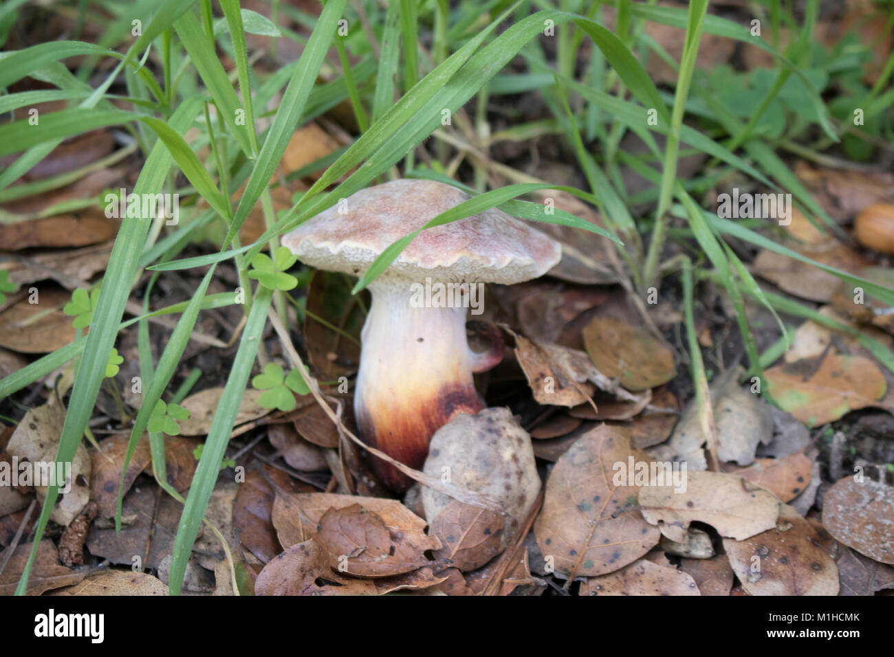 Pilzzucht nach starken Regenfällen in Seaside, Kalifornien Stockfoto