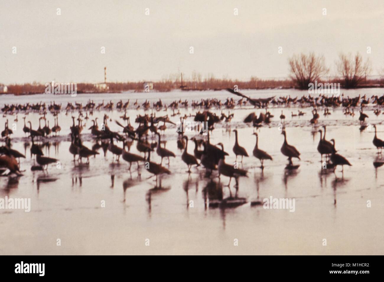 Foto von zahlreichen Vögeln, kanadische Gänse, die im College See in Colorado gelandet war, während ein CDC Untersuchung auf eine Minimierung der Risiken, die mit Vektoren verbundenen Krankheiten um Wasser Ressource Entwicklungen, 1976. Bild mit freundlicher Genehmigung von CDC/Dr. R. O. Hayes. () Stockfoto