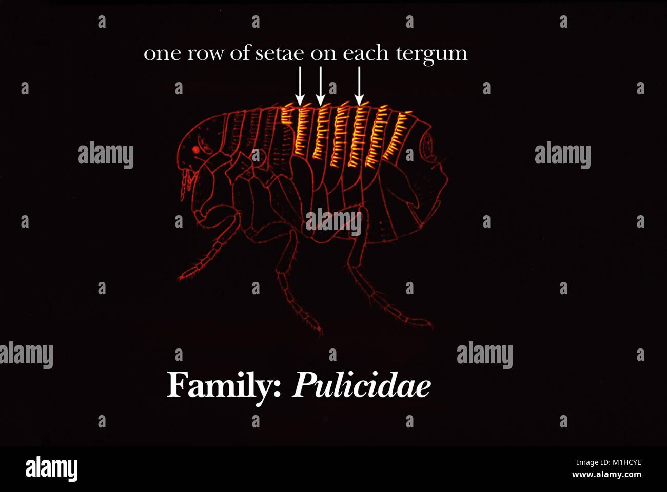 Abbildung des Abdomen terga Morphologie der Flöhe aus der Familie Pulicidae, mit einer Zeile auf SETAE (Borsten) auf jeder terga (obere Platte), 1976. Mit freundlicher CDC. () Stockfoto