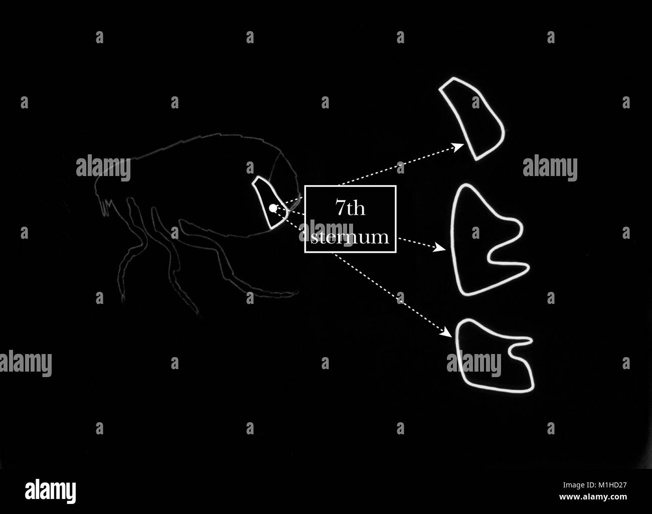Abbildung: die Formen des siebten Brustbein in der weiblichen Flöhe, für Arten, Identifikation, 1976 verwendet. Mit freundlicher CDC. () Stockfoto