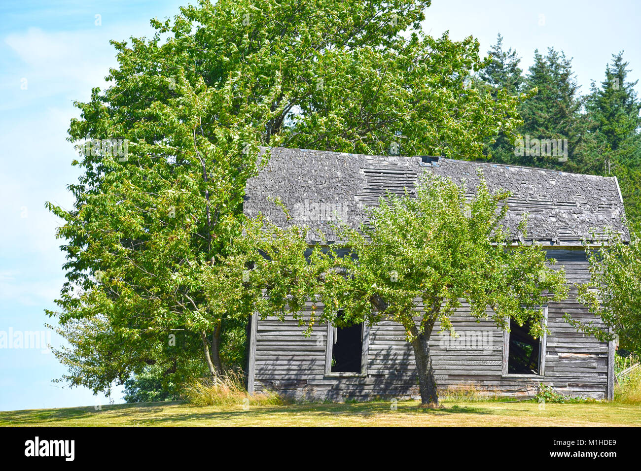 Ein rustikales historische alte Scheune in der schönen Landschaft des pazifischen Nordwestens Stadt Ferndale, Washington, USA. Die alte Scheune fügt elemetns von s Stockfoto