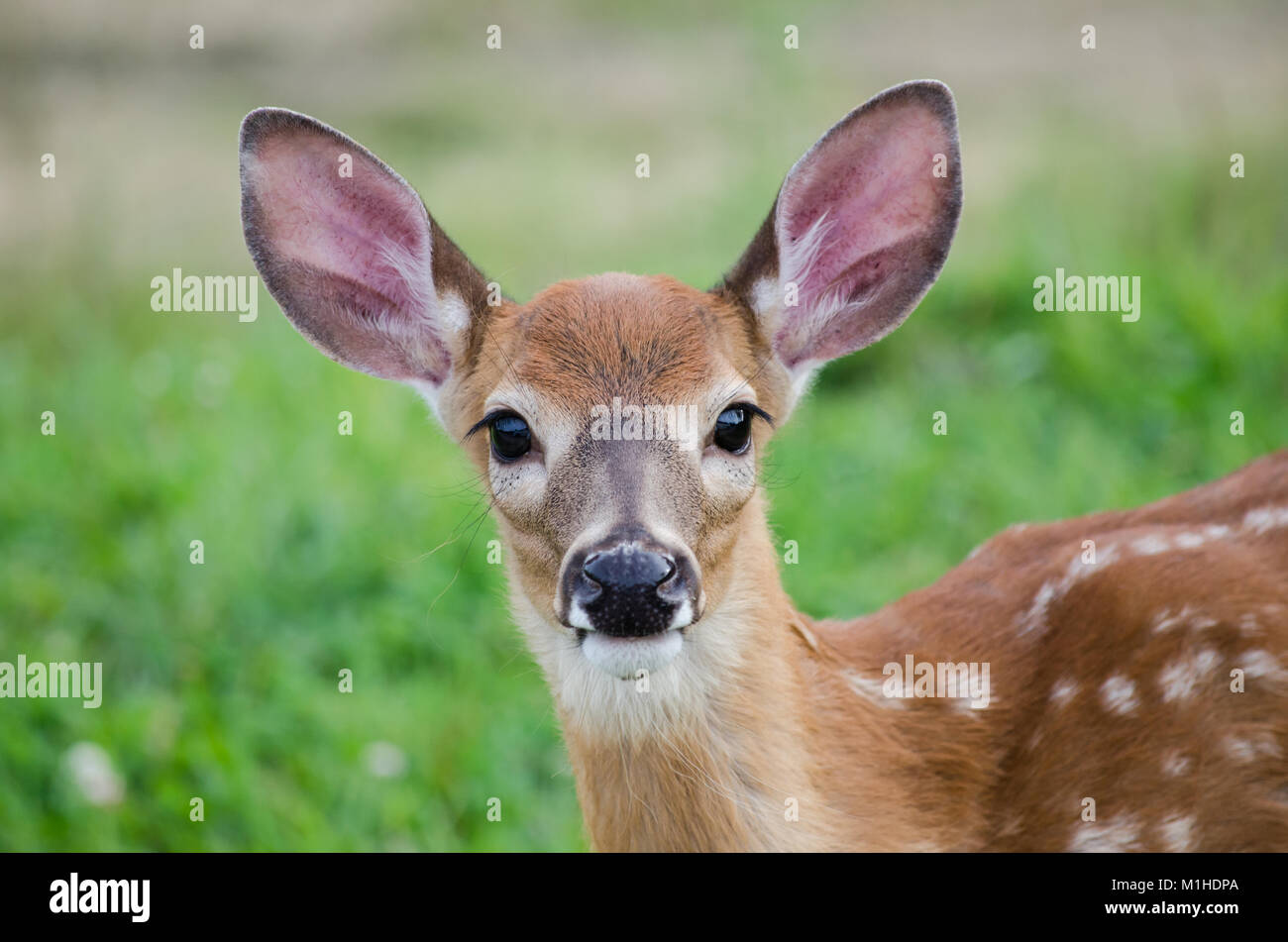 Cute adorable Baby Hirsch mit weißen Flecken und schwarze Augen geradeaus in einen grünen Hintergrund starren Stockfoto