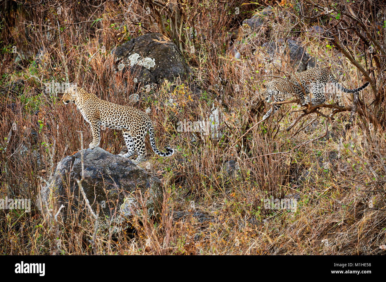 Leopardin und spielen Cub, Panthera Pardus, in der Serengeti Nationalpark, UNESCO-Weltkulturerbe, Tansania, Afrika Stockfoto