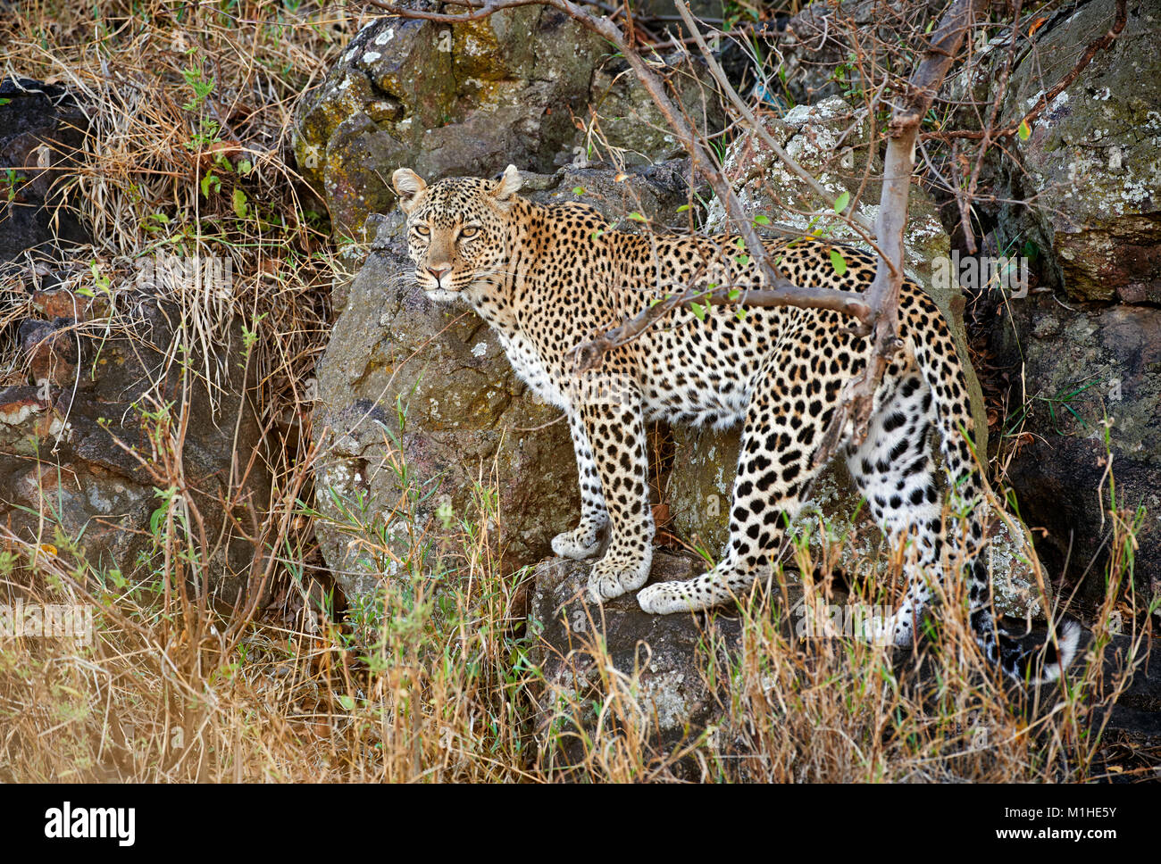 Weibliche leopard Panthera Pardus, in der Serengeti Nationalpark, UNESCO-Weltkulturerbe, Tansania, Afrika Stockfoto