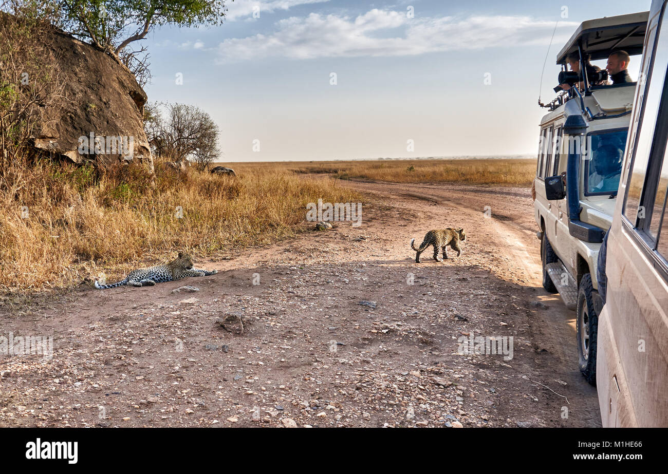 Touristen in Safari Auto beobachten leopard Tassen, Panthera Pardus, in der Serengeti Nationalpark, UNESCO-Weltkulturerbe, Tansania, Afrika Stockfoto