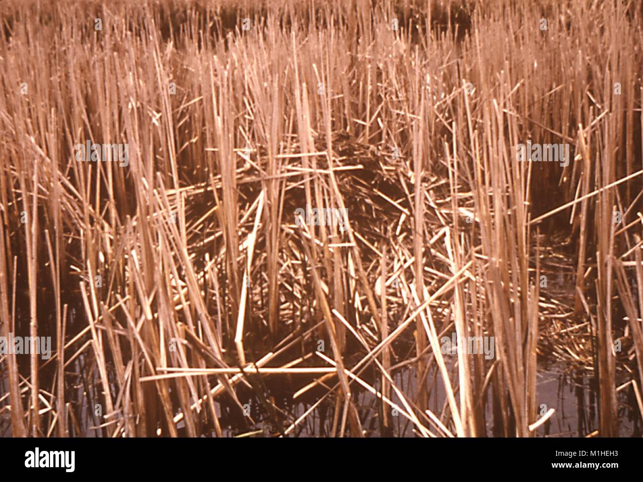 Foto von einem Push-up zwischen Schilf, ein typisches Haus von bisamratten sind Träger von das Bakterium Francisella tularensis, der Erreger der tödlichen Krankheit Tularämie, in wenig Otter Creek, Vermont, 1968. Bild mit freundlicher Genehmigung von CDC/Dr. J. M. Clinton. () Stockfoto