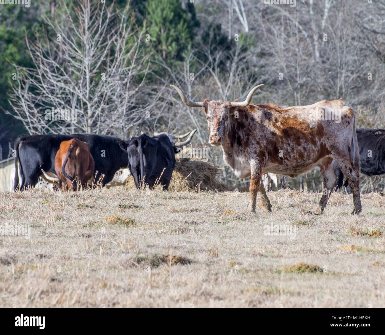 Rinder mit langen Hörner in der Weide Stockfoto